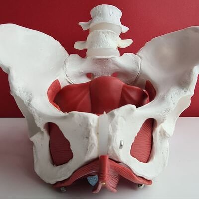 Beckenboden Belastung durch Schwangerschaft und Geburt - Rückbildung durch Online Yoga